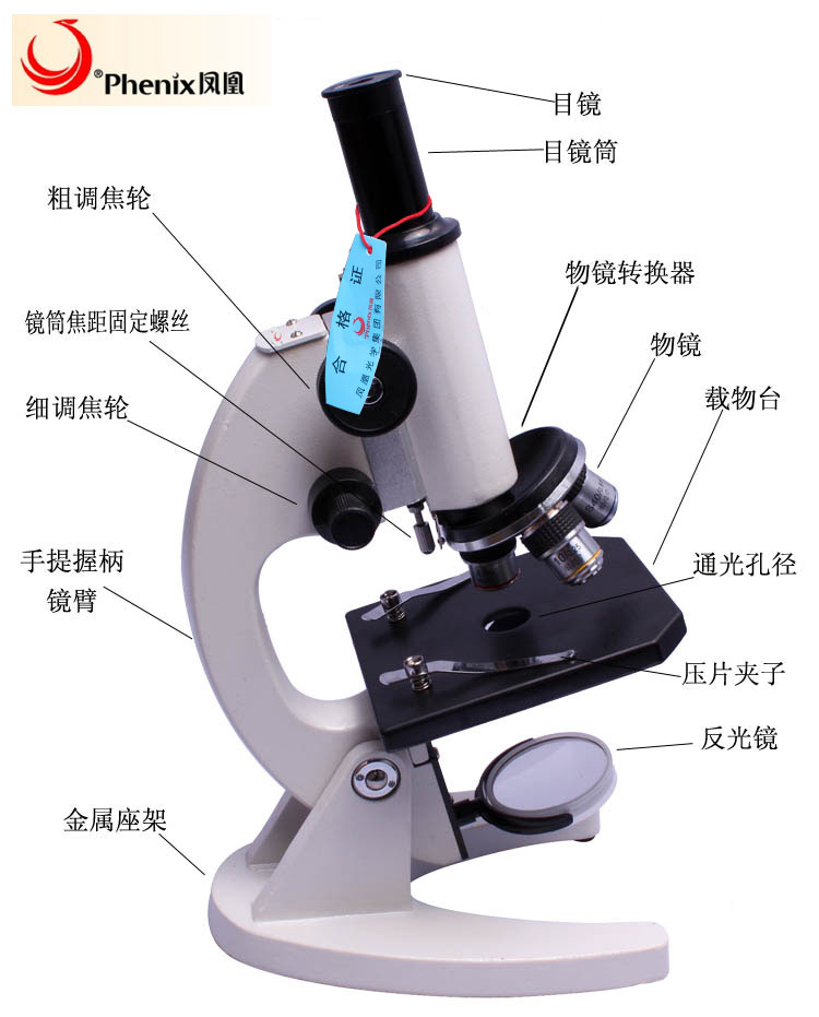 江西凤凰儿童显微镜 生物学习实验显微镜 XSP