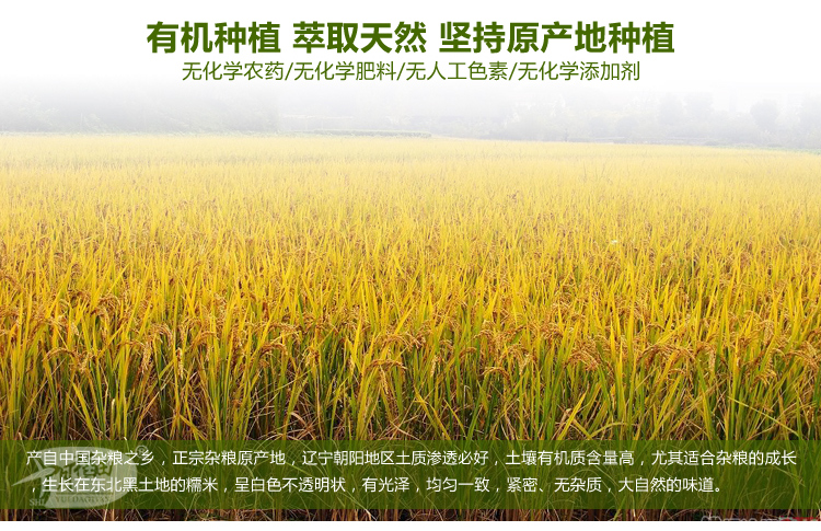 十月稻田 五谷杂粮 精选有机糯米400g
