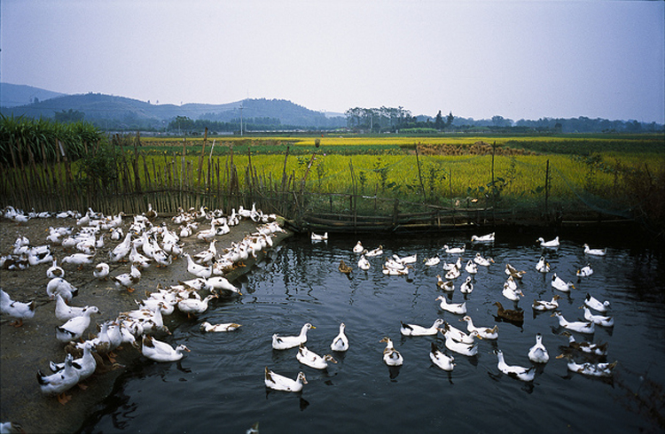 蔡司(ZEISS) Biogon T* 28mm f\/2.8 ZM镜头 黑色