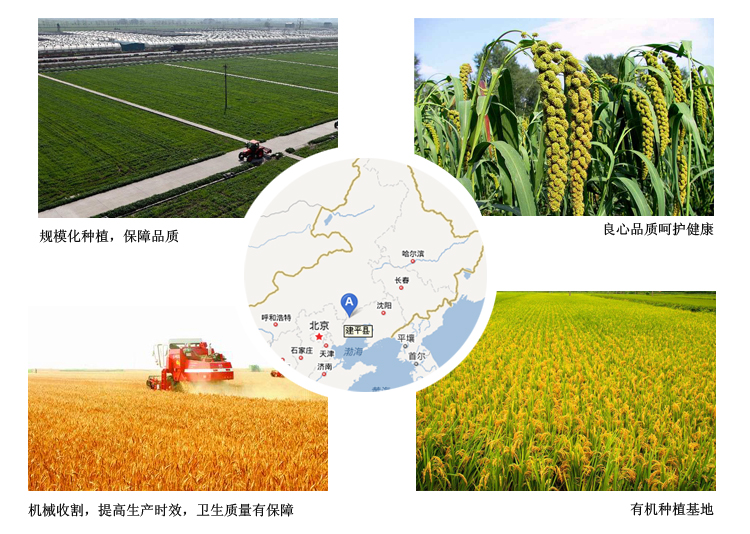 五谷杂粮 天地粮人一等精选有机东北 高粱米  加