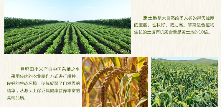 十月稻田 五谷杂粮 精选有机小米400g怎么样?