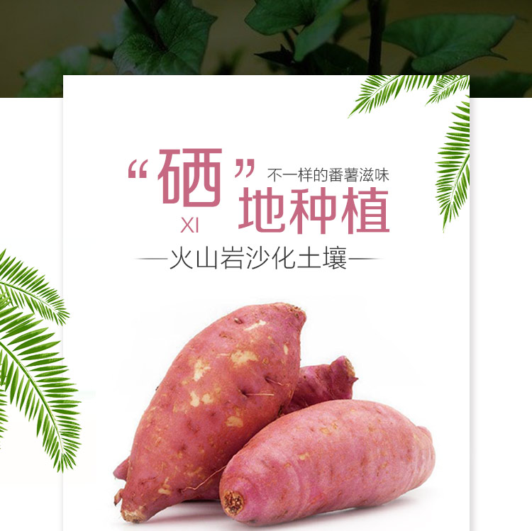 海南澄迈桥头富硒地瓜 板栗红薯 约2.5kg 新鲜蔬菜