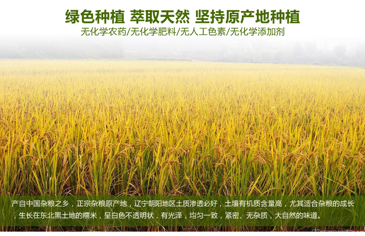 十月稻田 五谷杂粮 精选糯米400g怎么样?京东