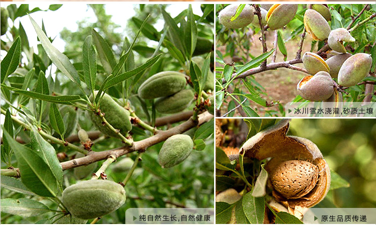 农博汇 坚果奶油巴旦木(壳杏仁)300g孕妇 美味