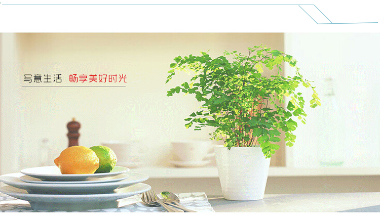 
                                        
                                                            洁雅杰茶具套装整套茶具陶瓷7件套(1茶壶+6茶杯)大容量礼盒装茶具套装 牡丹                