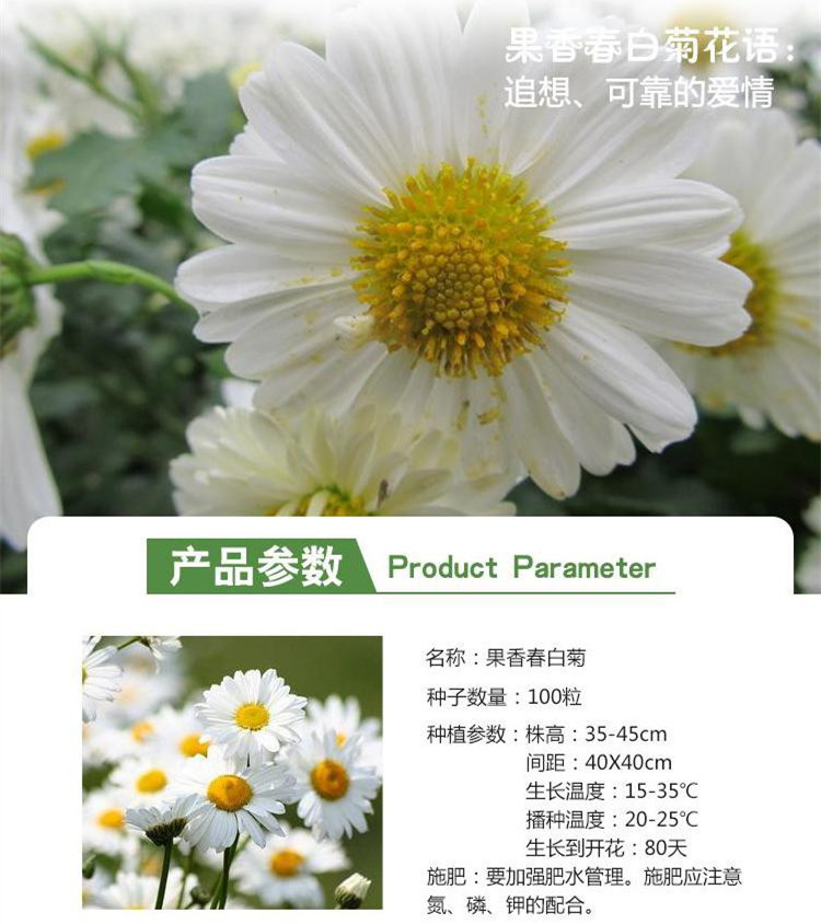 花儿朵朵果香春白菊白色 花儿朵朵果香春白菊白色花卉种子家庭阳台 办公室盆栽100粒 袋 行情报价价格评测 京东