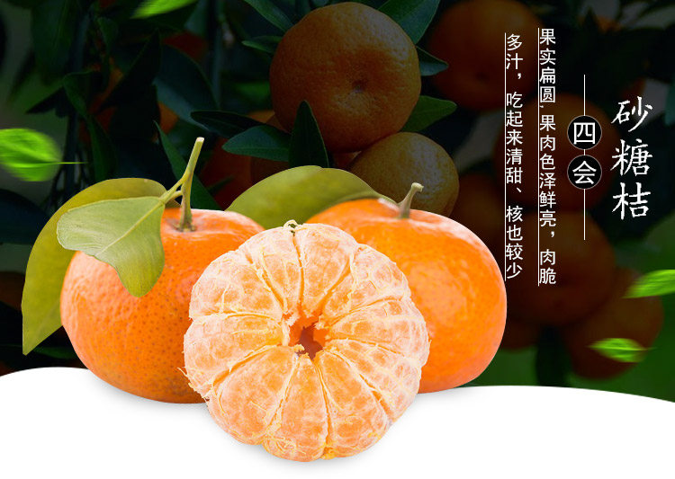 展卉 四会砂糖桔 5斤装 新鲜柑橘 自营水果