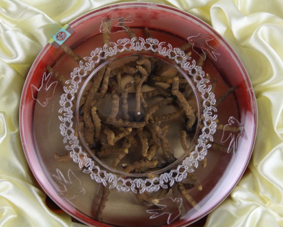 本品为麦角菌科真菌冬虫夏草菌寄生在蝙蝠蛾科昆虫幼虫上的子座及幼虫