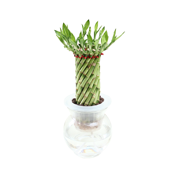花七休聚财竹绿植盆栽