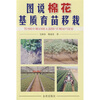 

图说棉花基质育苗移栽