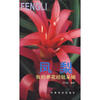 

凤梨：我的养花经验采撷