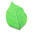 

Fen still wf-blt-092 creative leaves section of the lovely sticky notes