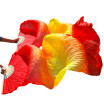 Yi Na Sheng Wu High Selling Women Quality Silk Belly Dance Fan 100 Real Veils 1 Pair Redorangeyelloworangered 180X90 yi na sheng wu kopen in de aanbieding Yi Na Sheng Wu High Selling Women Quality Silk Belly Dance Fan 100 Real Veils 1 Pair Redorangeyelloworangered 180X90 yi na sheng wu kopen in de aanbieding