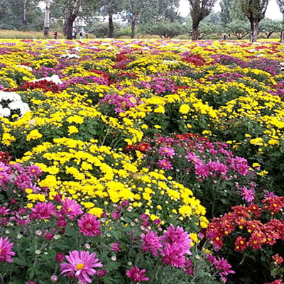 

100pcsBag Ground-cover Chrysanthemum Seeds Chrysanthemum Morifolium Garden Flower Seeds