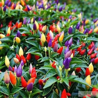 

Multicolor Pepper Seeds Home Garden Balcony Ornamental Potted Plant Vegetable Seeds