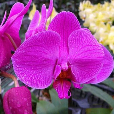 

20PCS Butterfly Orchid Seeds Phalaenopsis Bonsai Flower Seed Plants Potted Home Garden Balcony DecorationType 8