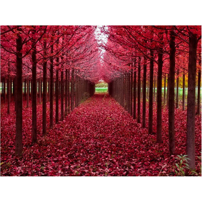 

Romantic Flower Grove Forest Scenery 5D DIY Diamond Painting Craft Cross Stitch Kit for Home Bedroom Wall Decor