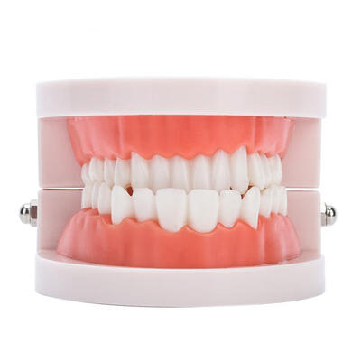 

Greensen Dental Denture Gums Model 28Pcs Standard Adult Teeth Model Medical Teaching Tool