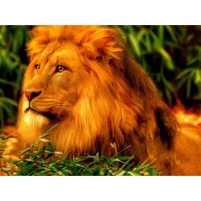 

5D DIY Diamond Painting Full Square Diamond Mosaic Embroidery Sale Picture Of Rhinestones Animal Lion Home Decor Gift