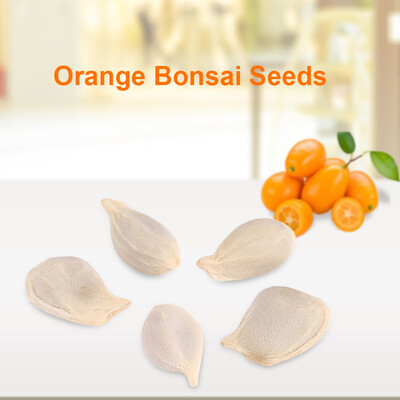 

Greensen 10 Packs Potted plant Fruit Mini Bonsai Orange Tree Seeds Garden Balcony Decor Potted plant SeedsOrange Bonsai Seeds