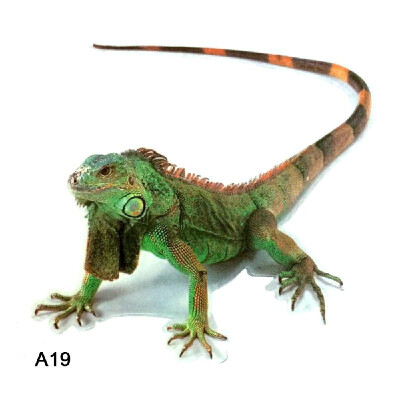 

3D Car Stickers Animals Bumper Stickers Spider Lizard Scorpions Decor Car-styling Sticker Auto Motorcycle Decorations