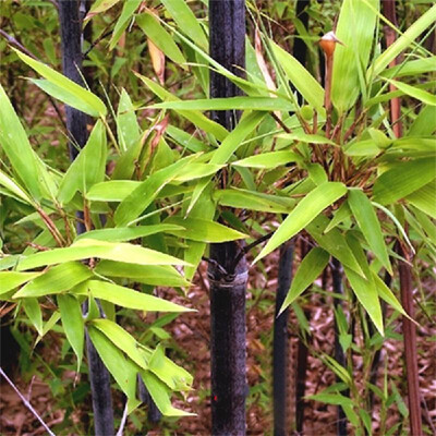 

100PCS Bamboo Seeds Phyllostachys Pubescens Bamboo Planting Seeds for DIY Home Garden PlantType 4