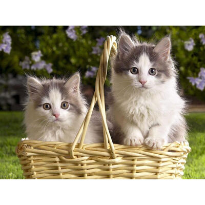

5D DIY Diamond Painting Cute Lovely Cats Cross Stitch Embroidery Mosaic Kit