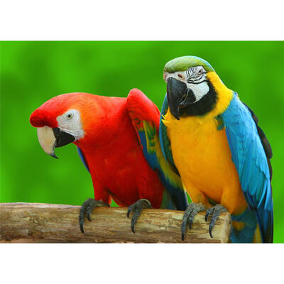 

5D DIY Full Drill Diamond Painting Parrots Cross Stitch Embroidery Mosaic