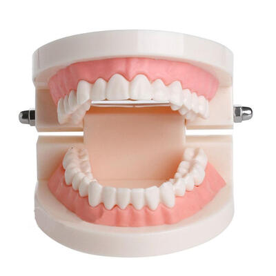 

Standard Tooth Teaching Giant Teeth Model Extractions of Medical Education