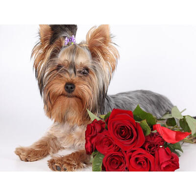 

5D DIY Diamond Painting Dog Flowers Cross Stitch Embroidery Rhinestones Kit