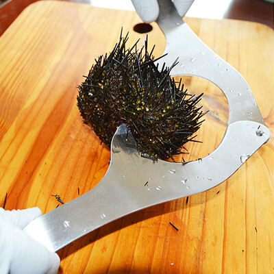 

Greensen Stainless Steel Sea Urchin Cutter Opener Multifunctional Seafood Tool