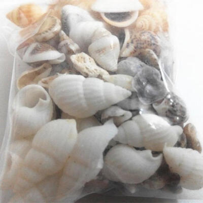 

Mixed Assorted Sea Shells Natural Beach Seashells Aquarium Decoration Craft