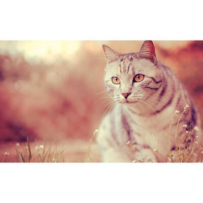 

5D DIY Full Drill Diamond Painting Cat Animal Cross Stitch Embroidery Kits