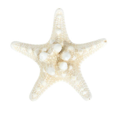 

Natural Sea Star Girl Hair Stick Pins Lady Hair Clip Clamp Head Accessories
