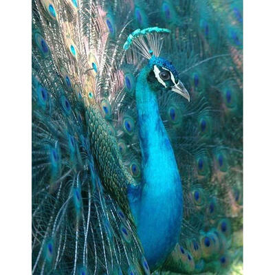 

5D DIY Full Drill Diamond Painting Peacock Cross Stitch Embroidery Mosaic