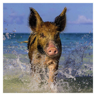 

5D DIY Full Drill Diamond Painting Pig Cross Stitch Embroidery Mosaic Kit