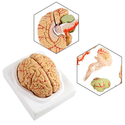 

Greensen 8Parts Anatomical Brain Arteries Model Human Medical Set Supply School Scientific Human BrainBrain Arteries Model