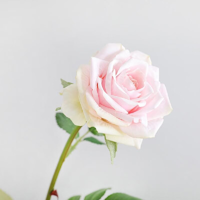 

Factory direct Yiwu artificial flower wholesale single romantic rose home decoration fake flower wedding simulation plant 8007A re