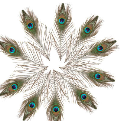 

10pcs Natural Real Peacock Tail Feathers About 10-12 Inches Home Party Decor US