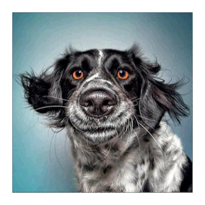 

5D DIY Full Drill Diamond Painting Dog Cross Stitch Embroidery Mosaic Kit