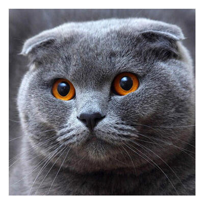 

5D DIY Full Drill Square Diamond Painting Grey Cat Cross Stitch Embroidery
