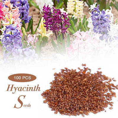 

Mixed Color Seeds100pcsBag Mixed Color Hyacinth Seeds Plant Flower Seed Bonsai Home Garden Balcony Decoration Hyacinth Seeds