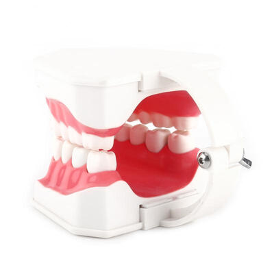 

Greensen 1pc Dental Model 28 Teeth Teaching Tooth Brushing Study Demonstration Dentist Tool