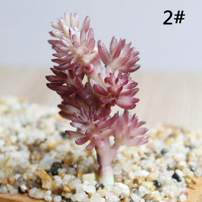 

Artificial Plastic Fake Succulent Plant Cactus Echeveria Flower Home Office DIY