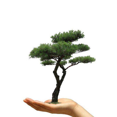 

50pcsBag Pine Tree Seeds Balcony Bonsai Tree Plants Seeds for Home Garden Planting