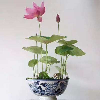 

10pcsBag Flowers Seeds Bowl Flowers Plants Seeds for Home Garden Planting Seeds