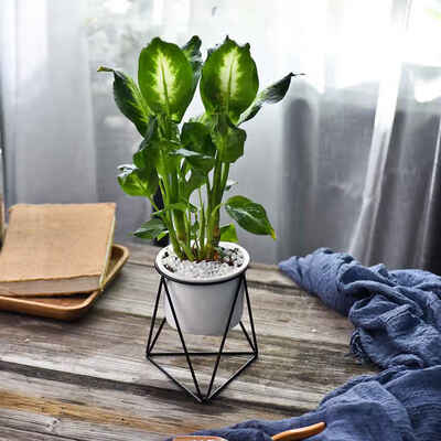

Ceramic Succulents Plants Planter Geometric Iron Rack Holder Metal Stand Desktop Garden Cactus Flower Pot