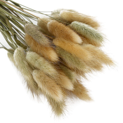 

50pcs Colorful Foxtail Barley Grass Bonsai Home Decoration Natural Dried Twelve Flower Dried Flower Photo Props Dog Tail Grass