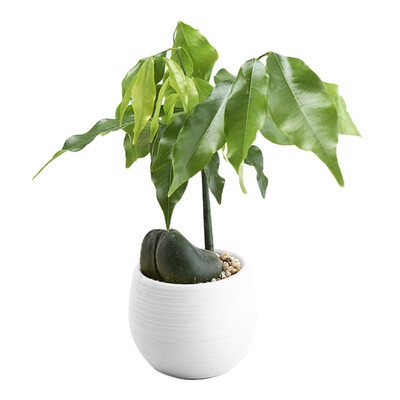 

Gobestart Mini Colourful Round Plastic Plant Flower Pots Home Office Decor Planter
