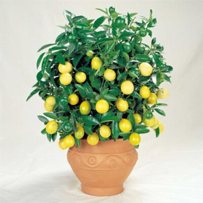 

30 Pcs Lemon Tree Indoor Outdoor Available Heirloom Organic Seed Fruit Seeds